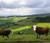 Khe auf dem Schauinsland