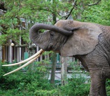 Elefanten im Zoo Basel