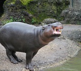 Das Nilpferd im Zoo Basel