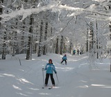 Skifahrer im Wald