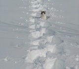 Katze im Schnee