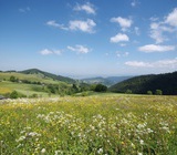 Blumenwiese in Horben